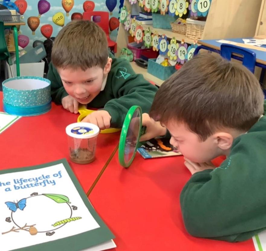 Observing the lifecycle of a butterfly  