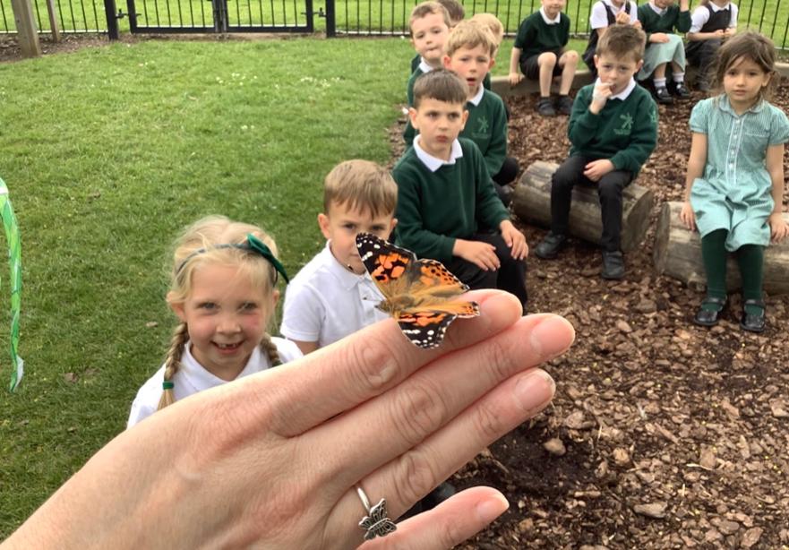 Observing the lifecycle of a butterfly 2 