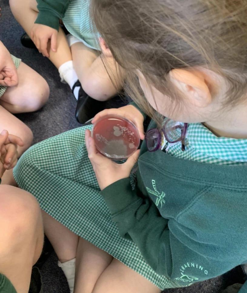 Learning about bacteria 