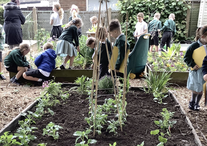 Observing plant growth 