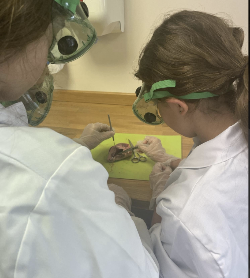 Dissecting a heart 3 