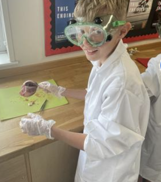 Dissecting a heart 