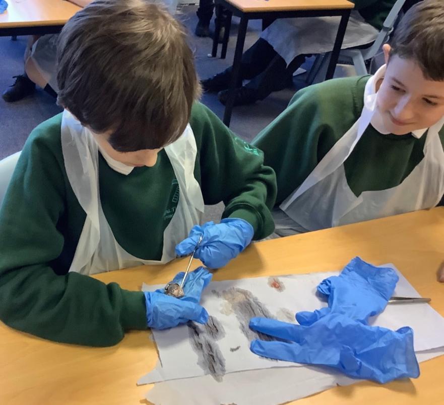 Dissecting eyeballs  