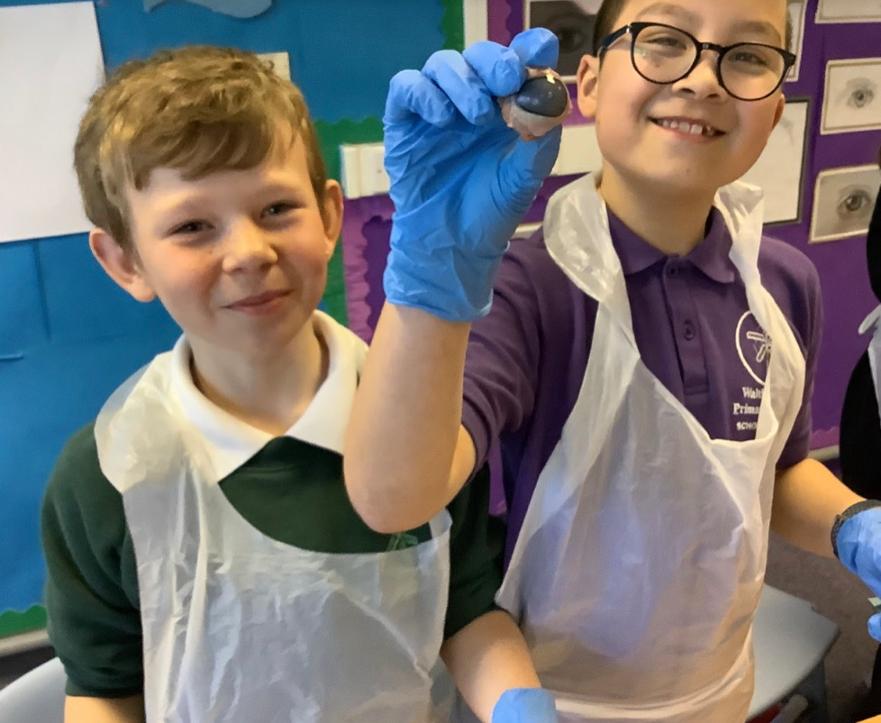 Dissecting eyeballs 