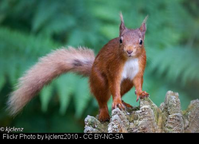 squirrel image