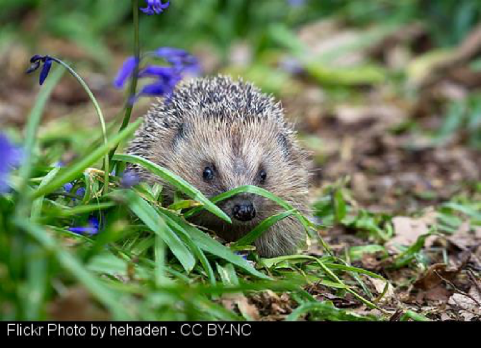 Hedgehog image