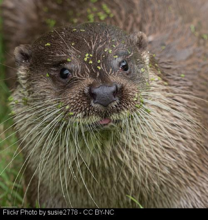 Otter image