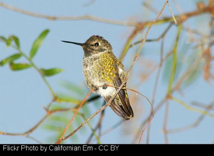 Hummingbird Image